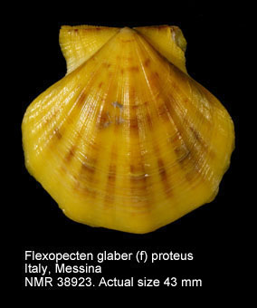Flexopecten glaber proteus (2).jpg - Flexopecten glaber (f) proteus(Dillwyn,1817)